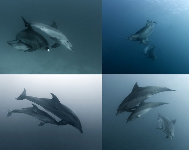 dolphins