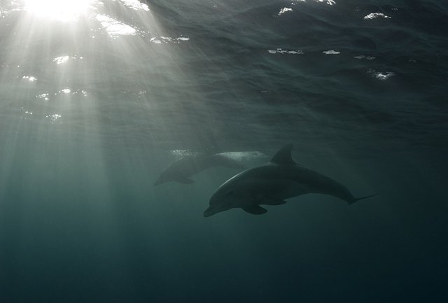 dolphins