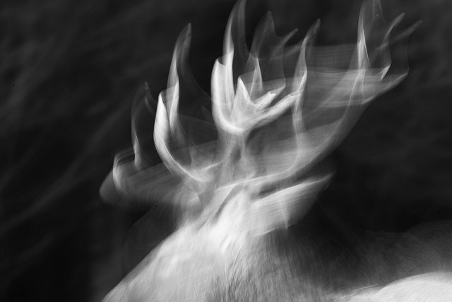 Horn of a deer