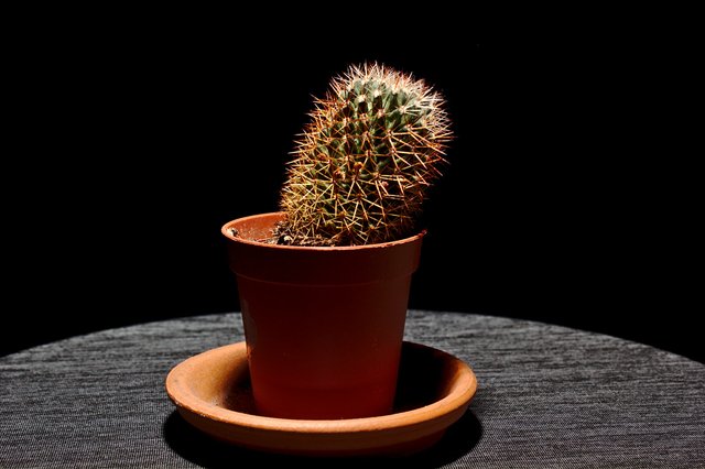 Miro's cactus