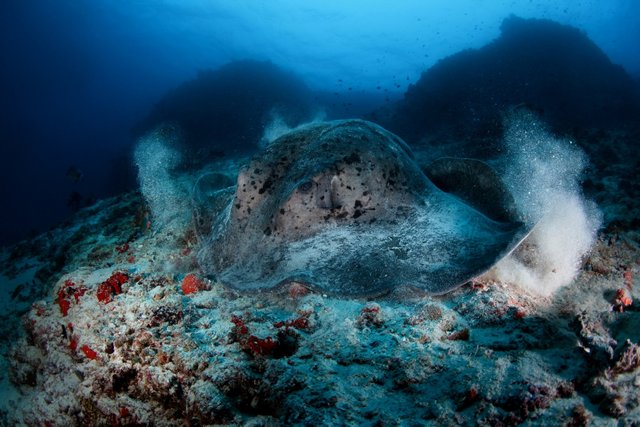 StingRay