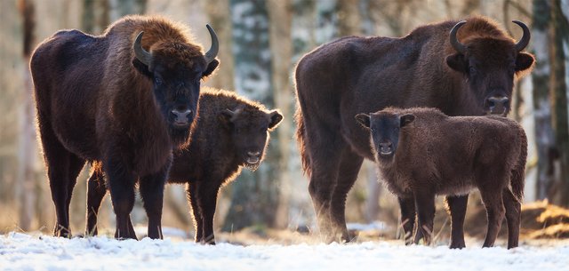 European bison