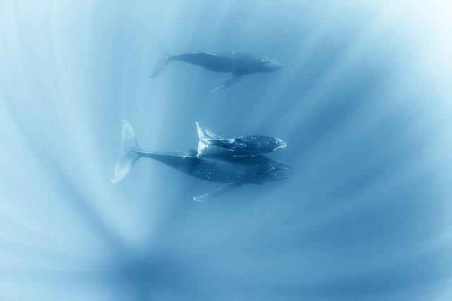 wild whales