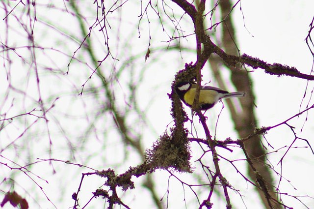 Great tit