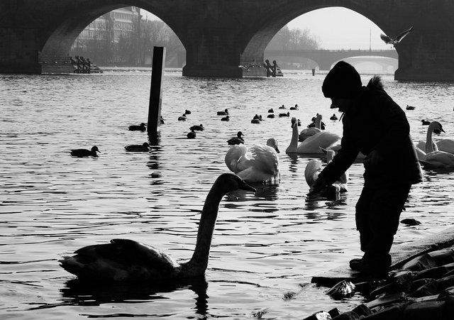 Swan at Prague