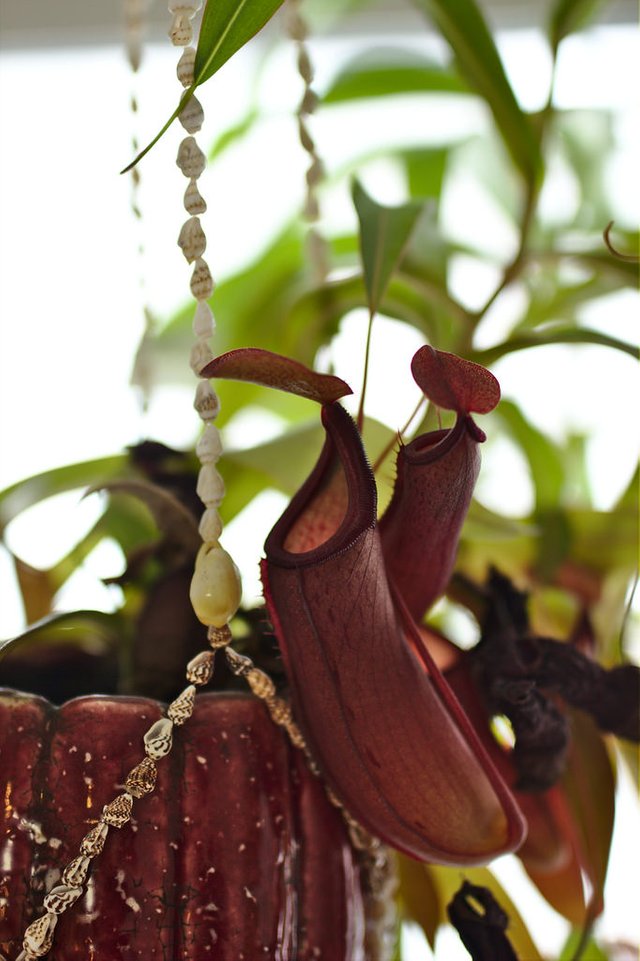 Cataloguing the plants Part #5, Nepenthes (211/365)