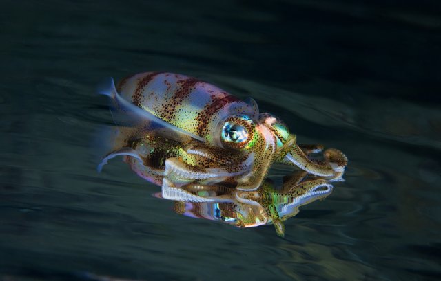 reef squid