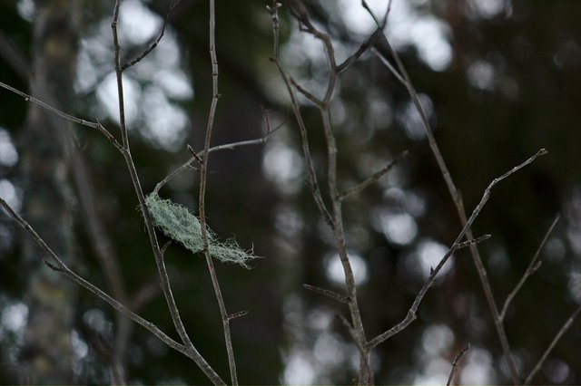 beard moss