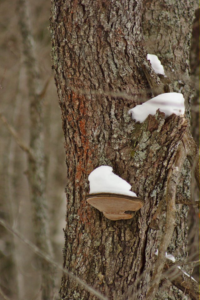 polypore2