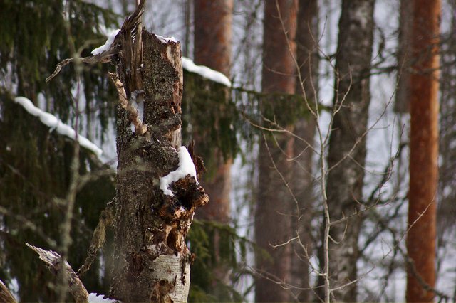 tree stump