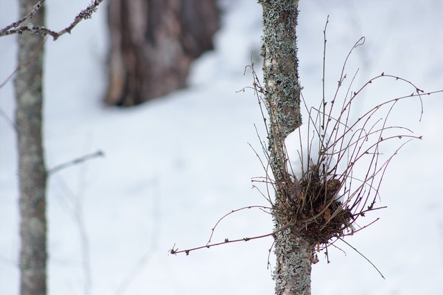 weird growth on a tree