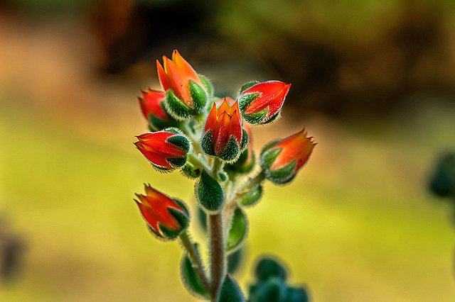 budding