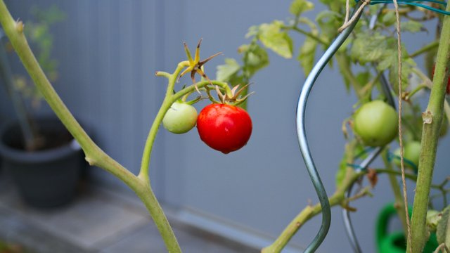 tomato-2