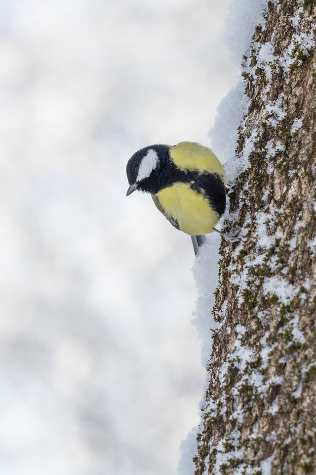 titmouse