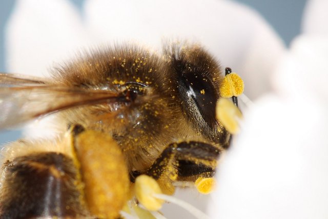 Apis mellifera