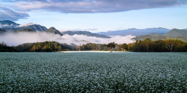 Buckwheat vineyards spotlight