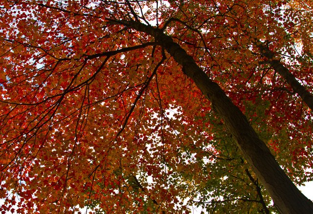 Fall-Colours