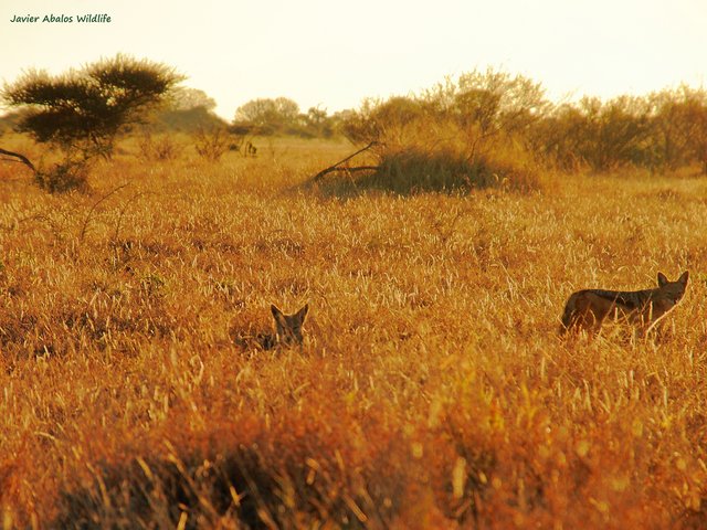 Black backed jackals at dawn in Kruger National Park; South Africa