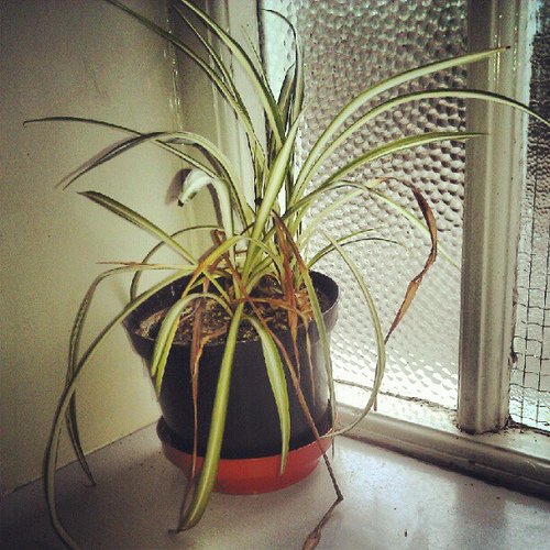 Spider plant