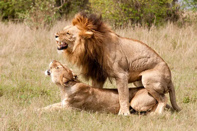 размножаване при лъвовете