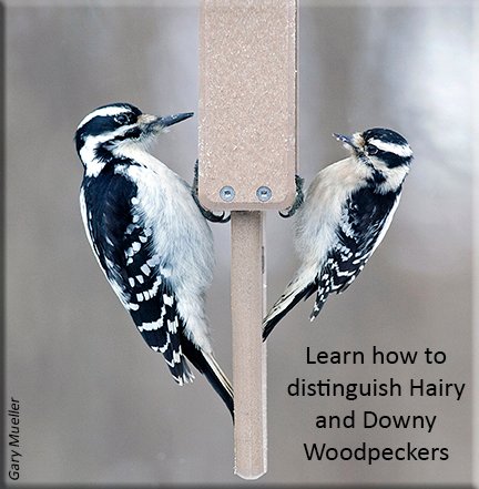 Downy Hairy Woodpecker FeederWatch image.jpg