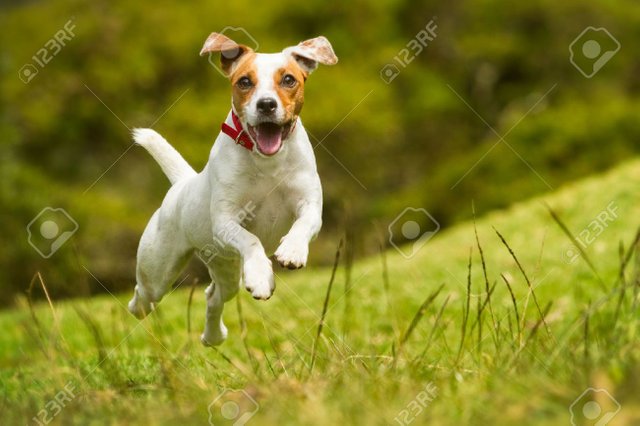 30835477jackrusselparsonterriercorriendohacialacámarabajoelángulodedisparodealtavelocidad.jpg