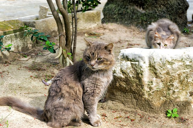 tunisia_tunis_n_cats_in_street.jpg