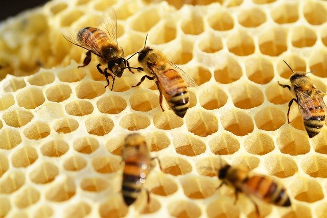 Source: https://pixabay.com/photos/bees-building-honeycomb-honey-352206/