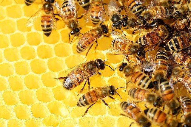 Source: https://pixabay.com/photos/honey-bees-beehive-honey-bees-326337/