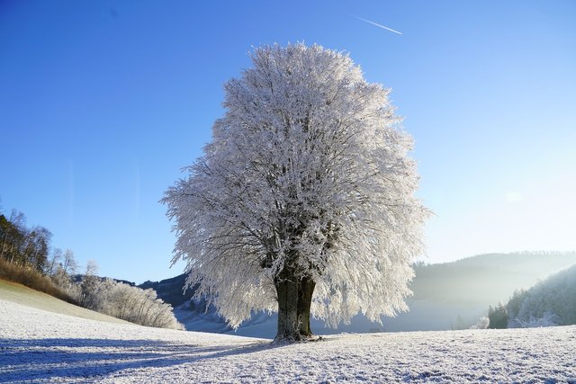 tree1959267_1920.jpg