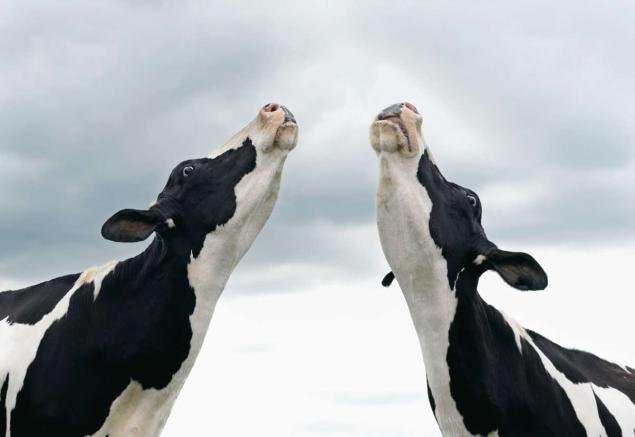 cows singing.jpg
