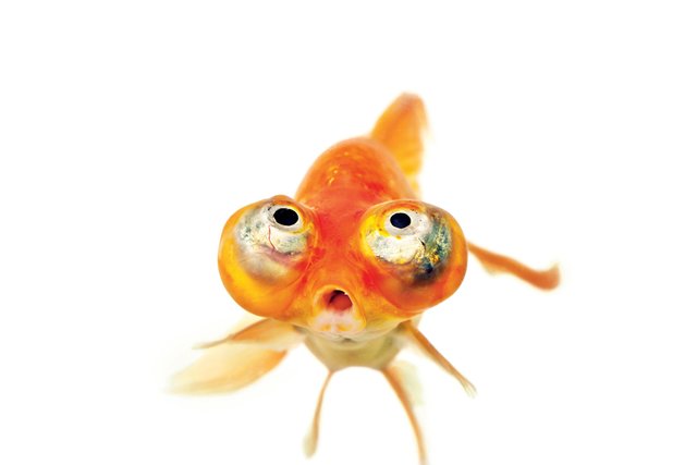 gold fish bulging eyes.jpg