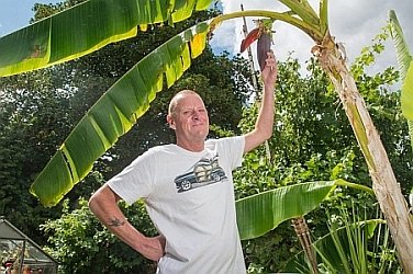 grand dad grows bananas250.jpg