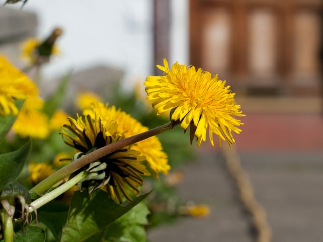 01  01  dandelion02.jpg