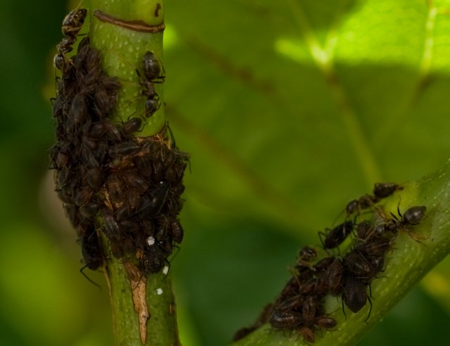 06antsaroundaphids.jpg