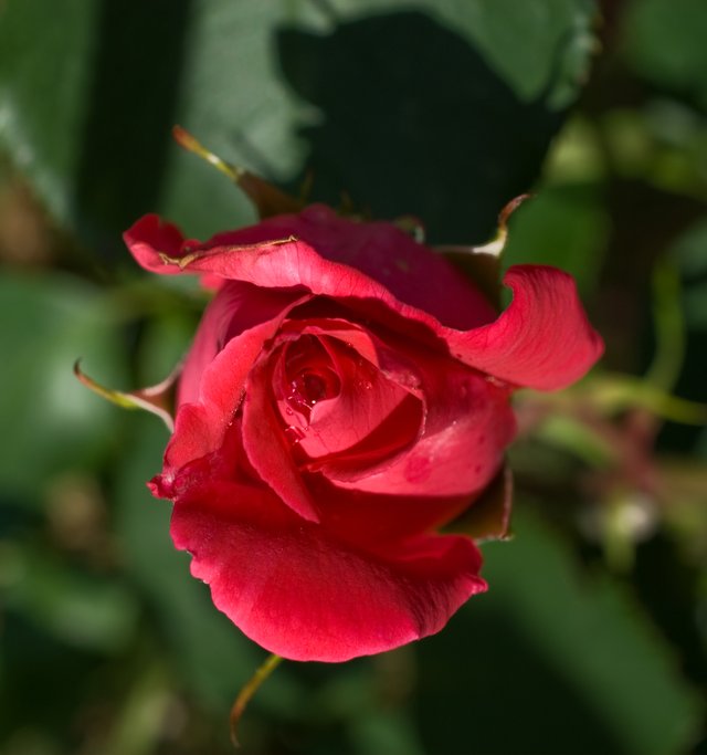 rosesred05.jpg