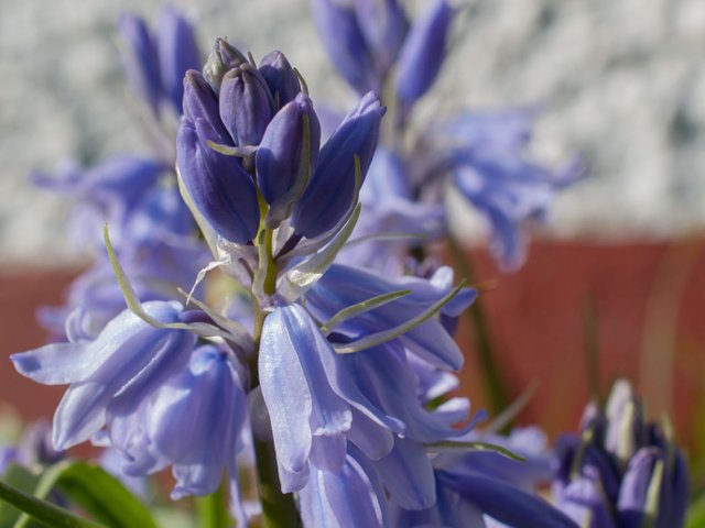 02  02  bluebells02.jpg