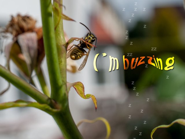 buzzing.jpg
