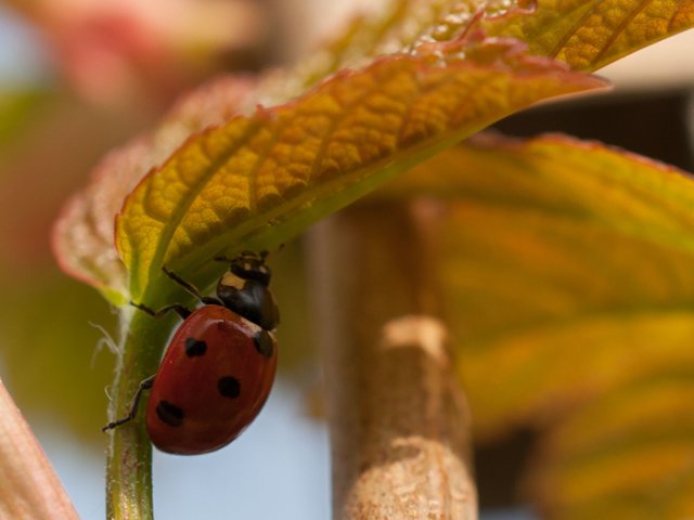 03  03  ladybird01.jpg