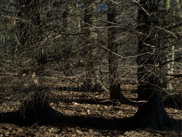 woods 03.jpg
