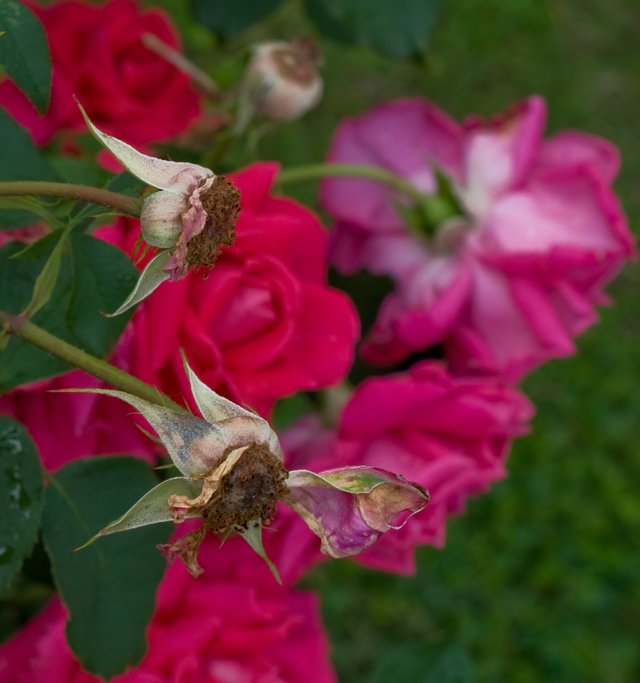 rosesred08.jpg