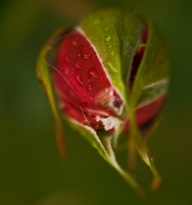 rosesred01.jpg