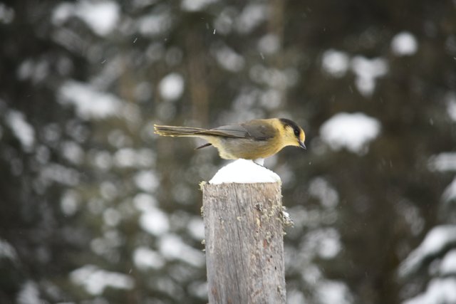 DSC_9242 one bird right resized.jpg