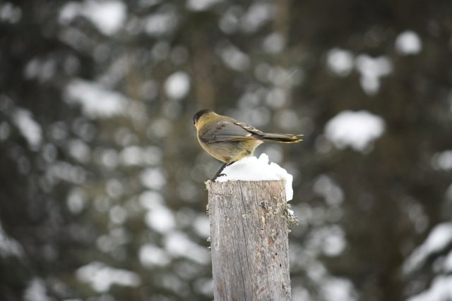 DSC_9241 one bird back resized.jpg