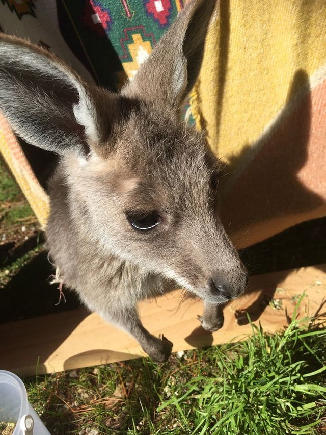 baby kangaroo.jpg