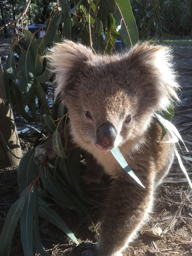 wild koala.jpg