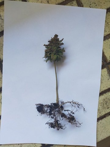 weed tiny.jpg
