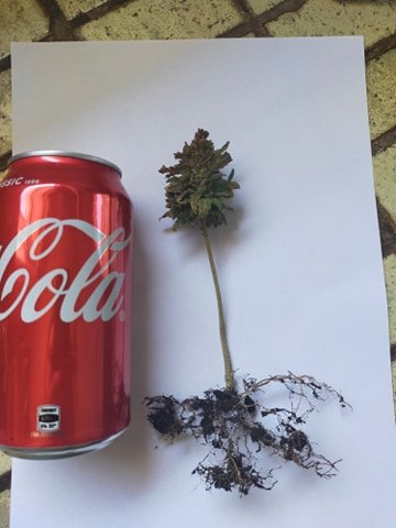 weed next to coke.jpg