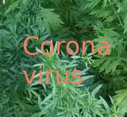 coronaplants20200215.png