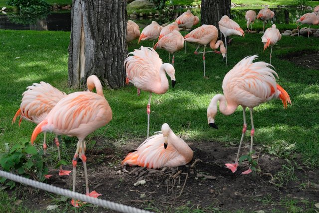 Flamingos.jpg